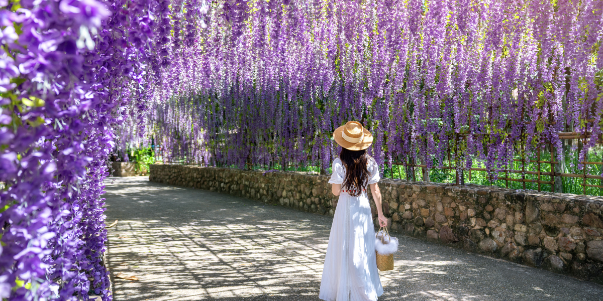 Primavera en CDMX: lugares para ver jacarandas y disfrutar el clima perfecto.